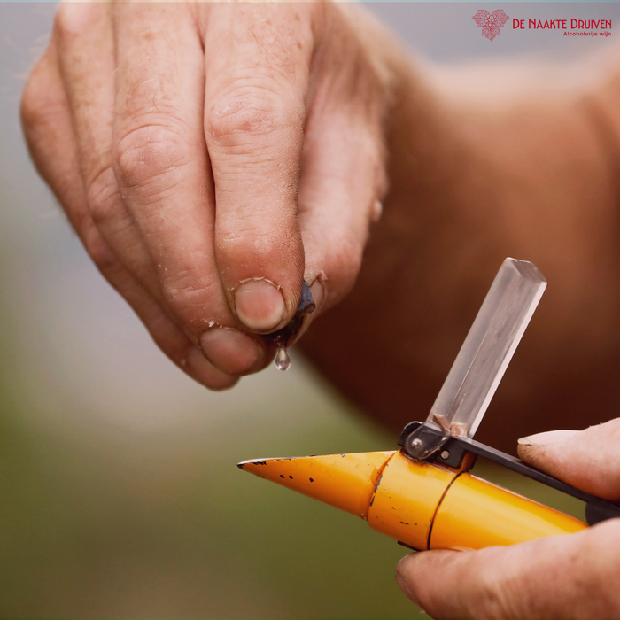Wijngaarden van Weingut Bähr in de Pfalz, Duitsland