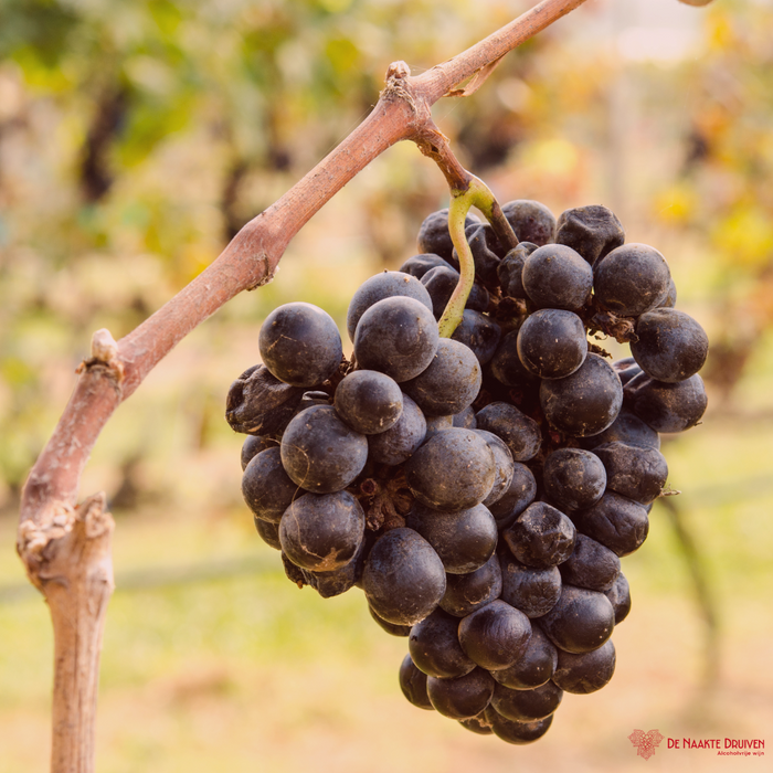 Halal gecertificeerde alcoholvrije wijn van Domaines Pierre Chavin