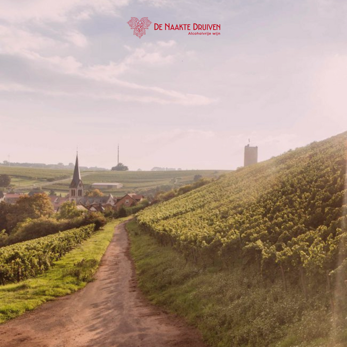 Wijnhuis St Antony wijngaarden en alcoholvrije mousserende wijnen