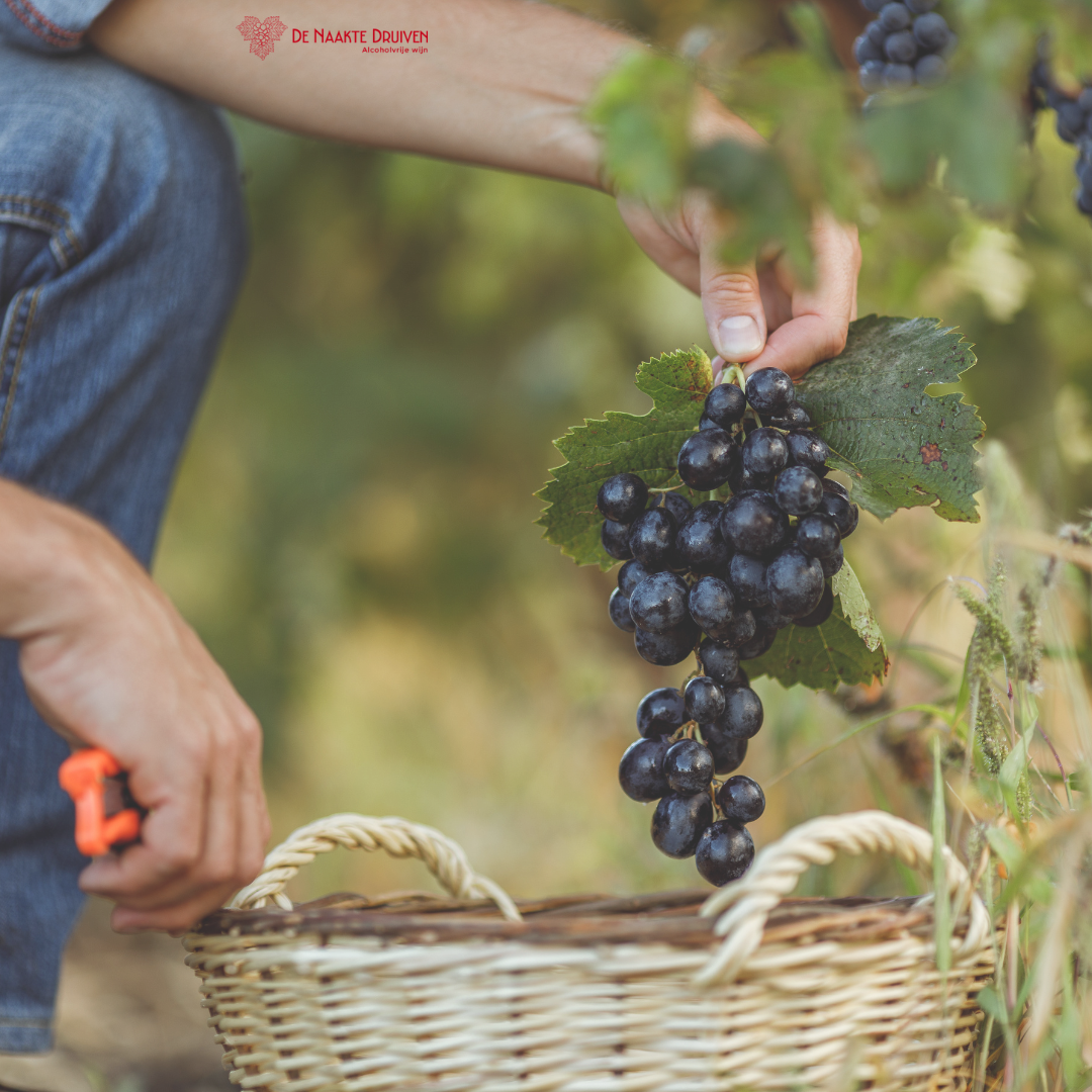 Laurent en David Siozard, wijnmakers en tweelingbroers, bij hun wijngaarden